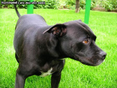 American Staffordshire Terrier Hunde Foto 18367 in höherer Auflösung ansehen American Staffordshire Terrier Hallo wo seid ihr