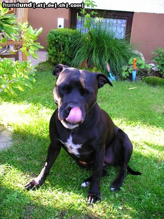 American Staffordshire Terrier Hunde Foto 18368 in höherer Auflösung ansehen American Staffordshire Terrier Lecker