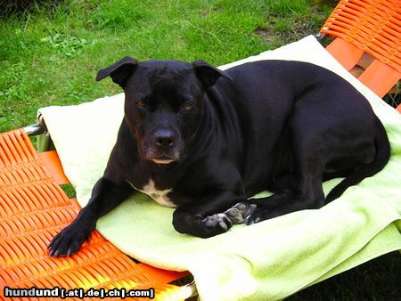 American Staffordshire Terrier Hunde Foto 18366 in höherer Auflösung ansehen American Staffordshire Terrier Bitte nicht stören ich nehme mein Sonnenbad