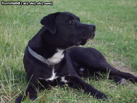 American Staffordshire Terrier Hunde Foto 22222 in höherer Auflösung ansehen American Staffordshire Terrier Er ist ein toller Freund