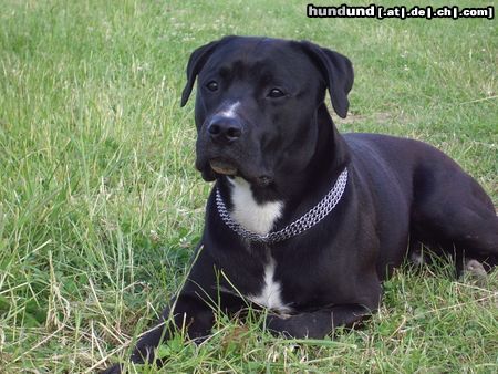 American Staffordshire Terrier Hunde Foto 22221 in höherer Auflösung ansehen American Staffordshire Terrier Er ist ein toller Freund