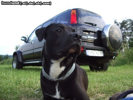 American Staffordshire Terrier Hunde Foto 22224 in höherer Auflösung ansehen American Staffordshire Terrier Er ist ein toller Freund