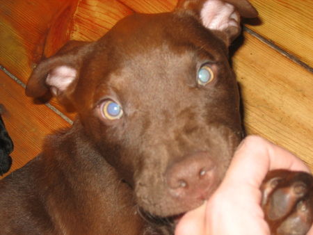 American Staffordshire Terrier Hunde Foto 28880 in höherer Auflösung ansehen American Staffordshire Terrier ich bin gaaaaanz lieb *g*
