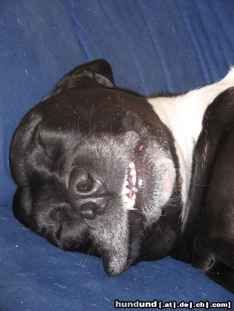 American Staffordshire Terrier Hunde Foto 24909 in höherer Auflösung ansehen American Staffordshire Terrier tequila beim schlafen..