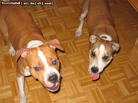 American Staffordshire Terrier Poisen und Aisha