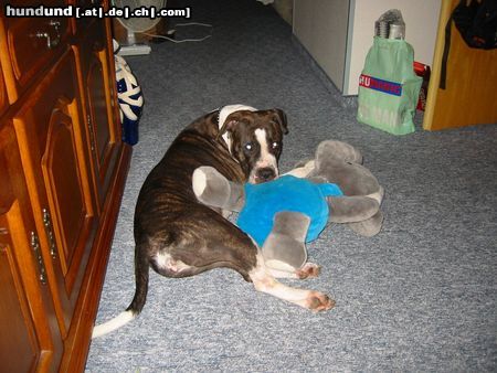 American Staffordshire Terrier unser liebster schatz Aicha