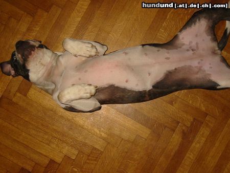 American Staffordshire Terrier bitte streicheln