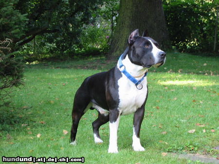 American Staffordshire Terrier Hunde Foto 25284 in höherer Auflösung ansehen American Staffordshire Terrier Guitano