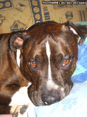 American Staffordshire Terrier Hunde Foto 26472 in höherer Auflösung ansehen American Staffordshire Terrier Shadow