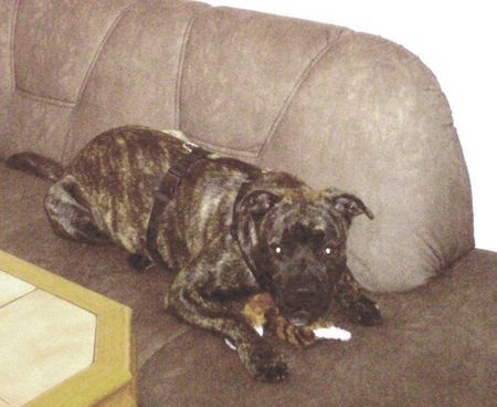 American Staffordshire Terrier Hunde Foto 30478 in höherer Auflösung ansehen American Staffordshire Terrier Bobby spielt