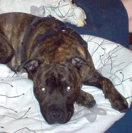 American Staffordshire Terrier Hunde Foto 28918 in höherer Auflösung ansehen American Staffordshire Terrier Bobby liebt unser Bett