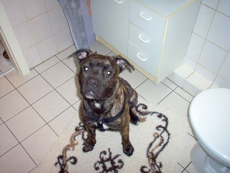 American Staffordshire Terrier Hunde Foto 27846 in höherer Auflösung ansehen American Staffordshire Terrier Bobby wartet auf sein Bad