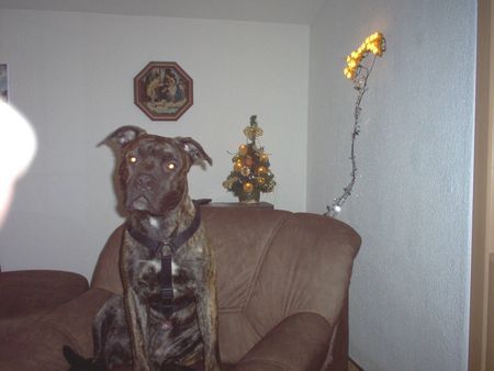 American Staffordshire Terrier Hunde Foto 27845 in höherer Auflösung ansehen American Staffordshire Terrier Bobby in Pose