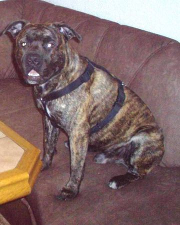 American Staffordshire Terrier Hunde Foto 28919 in höherer Auflösung ansehen American Staffordshire Terrier Bobby in Pose