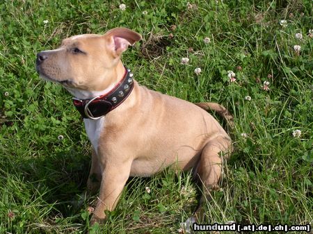 American Staffordshire Terrier Jazzy mit 4 Monaten 