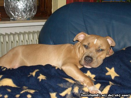 American Staffordshire Terrier Hunde Foto 18675 American Staffordshire Terrier Jazzy 10 Monate