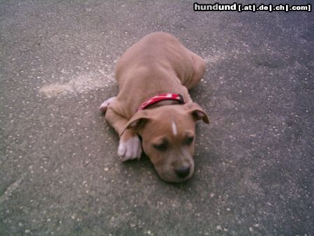 American Staffordshire Terrier Unser Nesthäkchen Jazzy (7 Wochen)