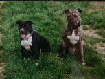 American Staffordshire Terrier Hunde Foto 25098 American Staffordshire Terrier Meine süße Jolli mit Ihrem Freund APT Nicky