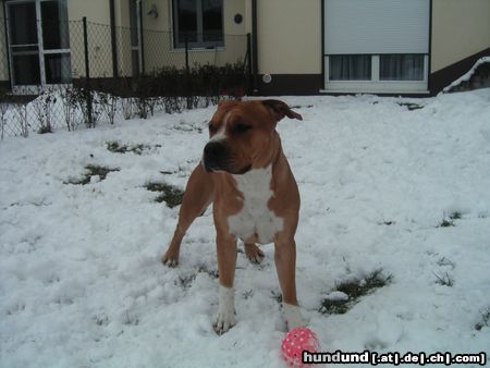 American Staffordshire Terrier Hunde Foto 18443 in höherer Auflösung ansehen American Staffordshire Terrier Brutus