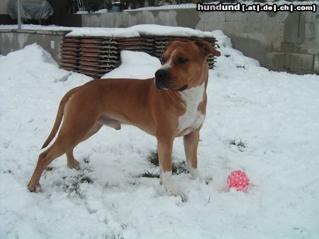 American Staffordshire Terrier Hunde Foto 18444 in höherer Auflösung ansehen American Staffordshire Terrier Brutus