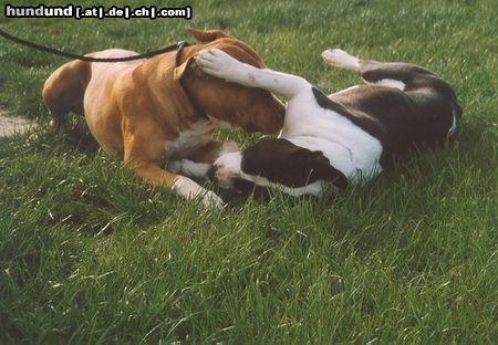 American Staffordshire Terrier Hunde Foto 11307 American Staffordshire Terrier Brutus und Kisha