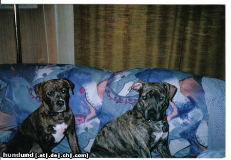 American Staffordshire Terrier Hunde Foto 25215 American Staffordshire Terrier Kyyra mit ihrem schützling Aaron