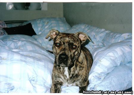 American Staffordshire Terrier Hunde Foto 25214 in höherer Auflösung ansehen American Staffordshire Terrier Kyyra liegt am liebsten im Bett *ggg*