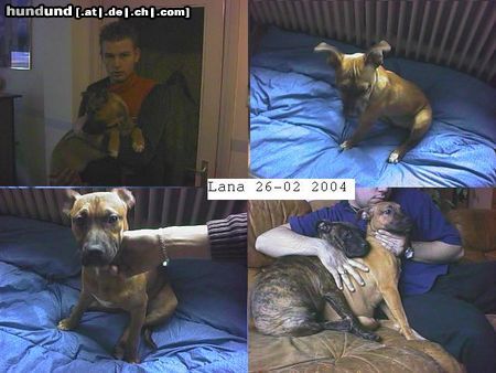 American Staffordshire Terrier Hunde Foto 9413 American Staffordshire Terrier hallo ich bin Lana 4 mon.alt(frau) a-bullterrier