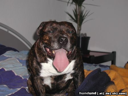 American Staffordshire Terrier Hunde Foto 20995 in höherer Auflösung ansehen American Staffordshire Terrier Nein nicht schon wieder ein Foto von mir