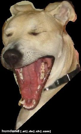 American Staffordshire Terrier