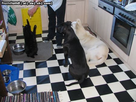 American Staffordshire Terrier Hunde Foto 21532 American Staffordshire Terrier Watt der wieder alles kann ... !??!