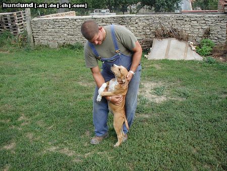 American Staffordshire Terrier Brutus mit