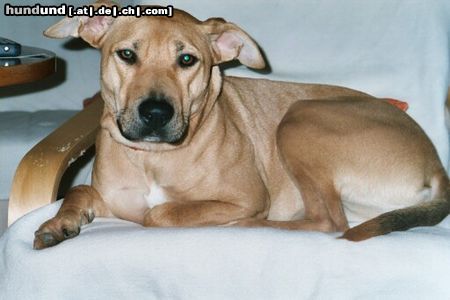 American Staffordshire Terrier Hunde Foto 19848 American Staffordshire Terrier Xenia