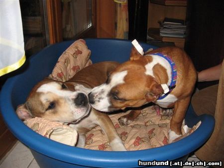 American Staffordshire Terrier Hunde Foto 7582 American Staffordshire Terrier Aisha und Mexx