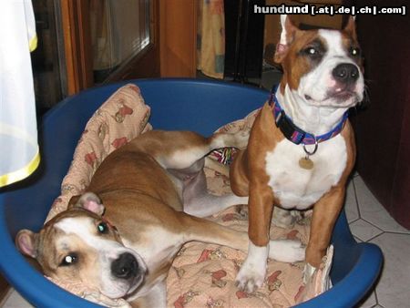 American Staffordshire Terrier Aisha und Mexx