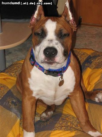 American Staffordshire Terrier Hunde Foto 7370 American Staffordshire Terrier Mexx