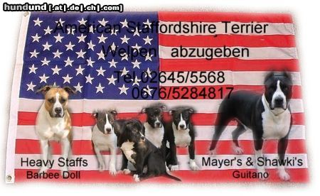 American Staffordshire Terrier Hunde Foto 10609 American Staffordshire Terrier