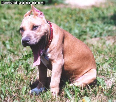 American Staffordshire Terrier Bakaroro end Itubori Yunna Nika