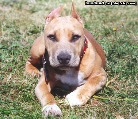 American Staffordshire Terrier Hunde Foto 8666 American Staffordshire Terrier Bakaroro end Itubori Yunna Nika
