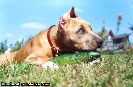 American Staffordshire Terrier Bakaroro end Itubori Yunna Nika