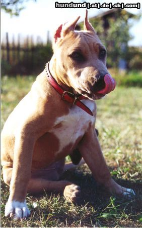American Staffordshire Terrier Bakaroro end Itubori Yunna Nika