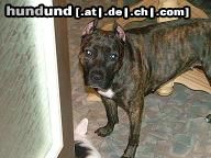 American Staffordshire Terrier Hunde Foto 10890 American Staffordshire Terrier