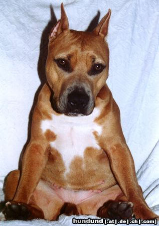 American Staffordshire Terrier Hunde Foto 10187 American Staffordshire Terrier Nika