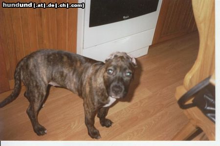 American Staffordshire Terrier Hunde Foto 10891 American Staffordshire Terrier