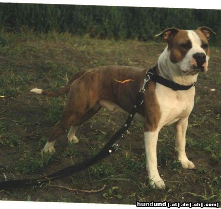 American Staffordshire Terrier Henry aus Essling Burgenlandsieger