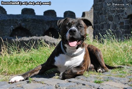 American Staffordshire Terrier Hunde Foto 44783 in höherer Auflösung ansehen American Staffordshire Terrier Pintu