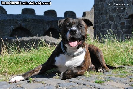 American Staffordshire Terrier Pintu