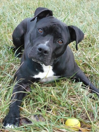 American Staffordshire Terrier Toubak und sein... Ball, ball ball ballllllllbbbbaaaaaallll