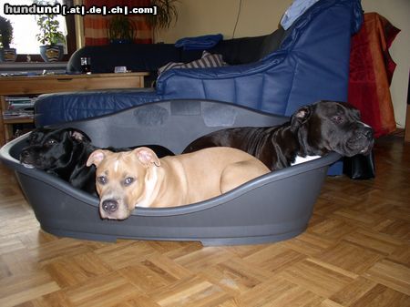 American Staffordshire Terrier Hunde Foto 15667 in höherer Auflösung ansehen American Staffordshire Terrier Körbchen wegen überfüllung geschlossen !!!