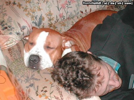 American Staffordshire Terrier MEINE SCHMUSSE HUNDE